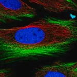 Merck Anti-BRICD5 antibody produced in rabbit