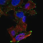 Merck Anti-DOK6 antibody produced in rabbit
