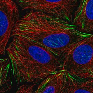 Merck Anti-PDRG1 antibody produced in rabbit