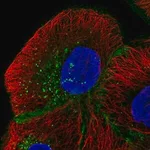 Merck Anti-MPZL1 antibody produced in rabbit