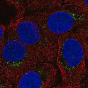 Merck Anti-B4GALT4 antibody produced in rabbit