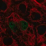 Merck Anti-TFEC antibody produced in rabbit