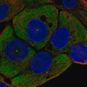 Merck Anti-WNT11 antibody produced in rabbit