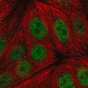 Merck Anti-C14orf1 antibody produced in rabbit