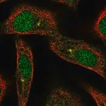 Merck Anti-ARL3 antibody produced in rabbit