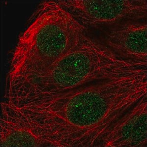 Merck Anti-ZFAT antibody produced in rabbit