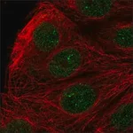 Merck Anti-ZFAT antibody produced in rabbit