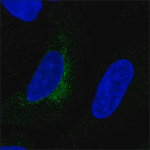 Merck Anti-LOXL1 antibody produced in rabbit
