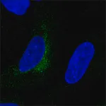 Merck Anti-LOXL1 antibody produced in rabbit