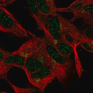 Merck Anti-FEM1A antibody produced in rabbit