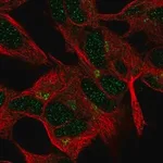 Merck Anti-FEM1A antibody produced in rabbit