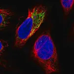 Merck Anti-PHYKPL antibody produced in rabbit