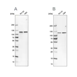 Merck Anti-CAPRIN1 antibody produced in rabbit