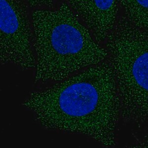 Merck Anti-LIX1L antibody produced in rabbit