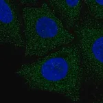 Merck Anti-LIX1L antibody produced in rabbit
