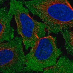 Merck Anti-FZD4 antibody produced in rabbit