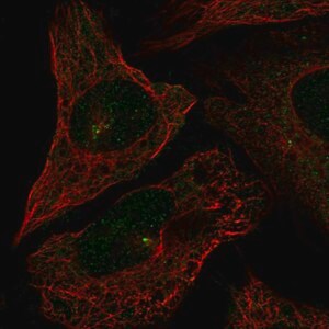 Merck Anti-CEP72 antibody produced in rabbit