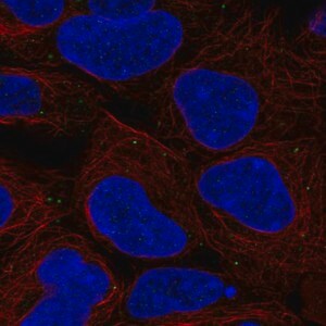 Merck Anti-BSG antibody produced in rabbit