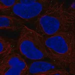 Merck Anti-BSG antibody produced in rabbit