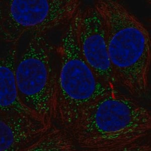 Merck Anti-MTHFD1L antibody produced in rabbit