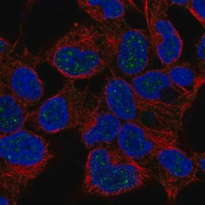 Merck Anti-NKX2-4 antibody produced in rabbit