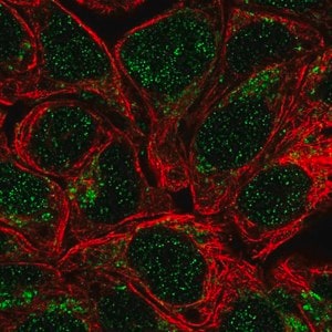 Merck Anti-HS2ST1 antibody produced in rabbit