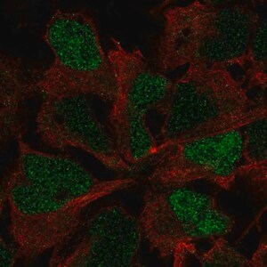 Merck Anti-SOX3 antibody produced in rabbit