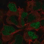 Merck Anti-SOX3 antibody produced in rabbit