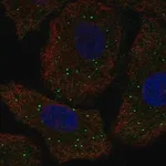 Merck Anti-GALNT9 antibody produced in rabbit