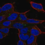 Merck Anti-LYL1 antibody produced in rabbit