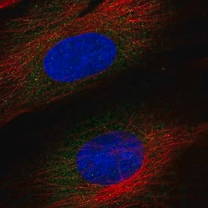 Merck Anti-ASNSD1 antibody produced in rabbit