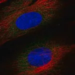 Merck Anti-ASNSD1 antibody produced in rabbit