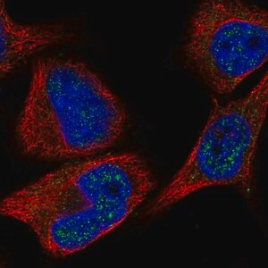 Merck Anti-C8orf46 antibody produced in rabbit