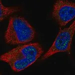 Merck Anti-C8orf46 antibody produced in rabbit