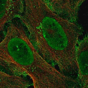 Merck Anti-ZCCHC5 antibody produced in rabbit