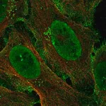 Merck Anti-ZCCHC5 antibody produced in rabbit