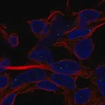 Merck Anti-SERF1A antibody produced in rabbit