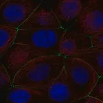 Merck Anti-PGLYRP2 antibody produced in rabbit