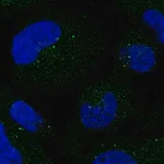 Merck Anti-SMIM3 antibody produced in rabbit