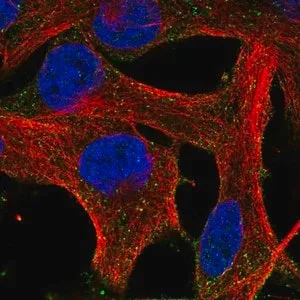 Merck Anti-HEBP1 antibody produced in rabbit
