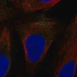 Merck Anti-SLC9A7 antibody produced in rabbit