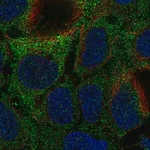 Merck Anti-MOCS1 antibody produced in rabbit