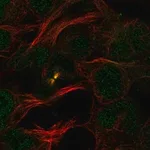 Merck Anti-PDCD2 antibody produced in rabbit