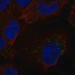 Merck Anti-S1PR1 antibody produced in rabbit