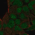 Merck Anti-GSC antibody produced in rabbit