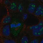 Merck Anti-LRRN4 antibody produced in rabbit