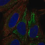 Merck Anti-MT-ND4L antibody produced in rabbit