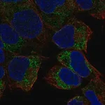 Merck Anti-PREX2 antibody produced in rabbit