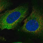 Merck Anti-PLS3 antibody produced in rabbit