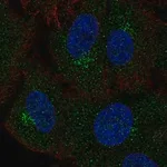 Merck Anti-GALNT4 antibody produced in rabbit